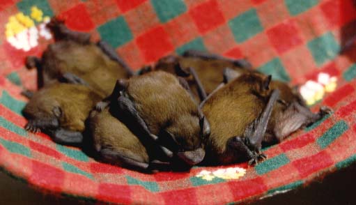 Pipistrell Bat