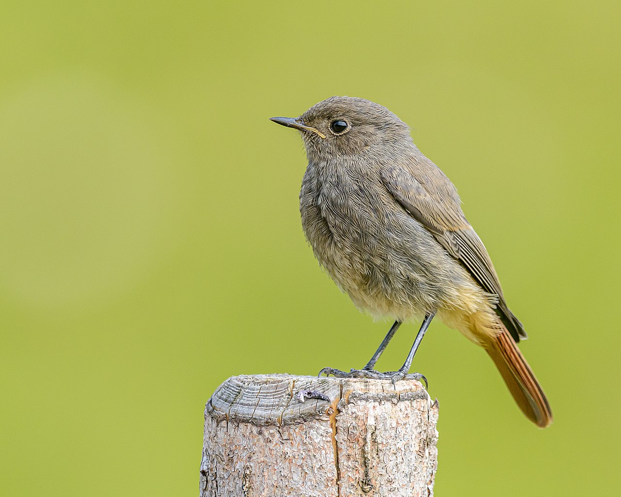 Redstart