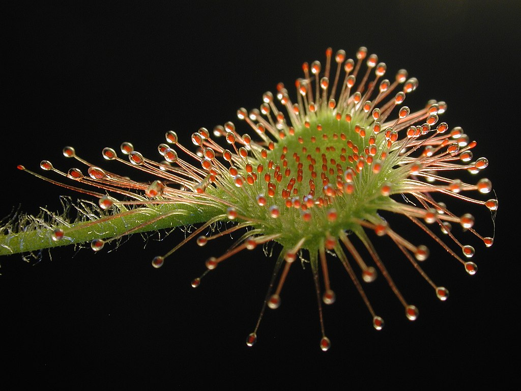 Sundew