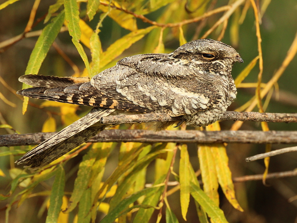 Nightjar