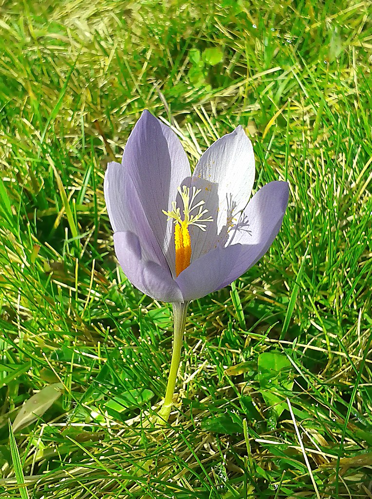 Autumn Crocus