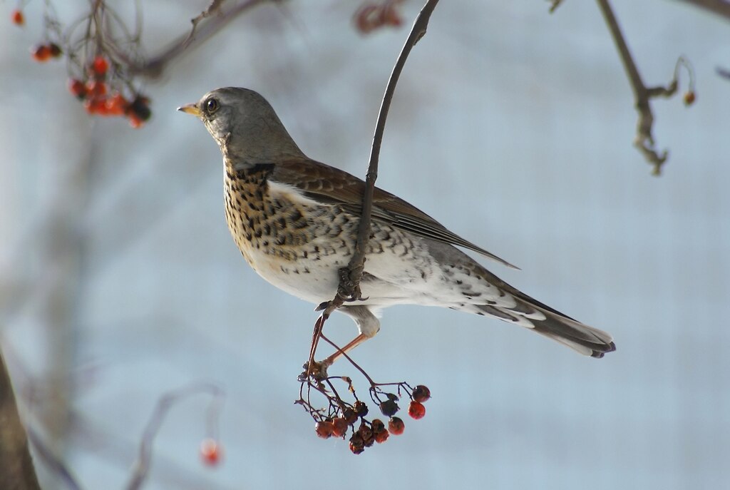 Fieldfare