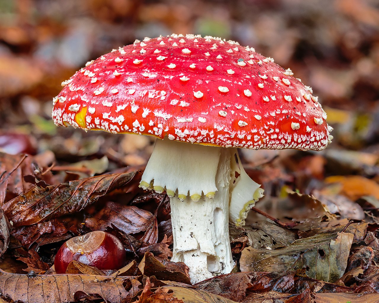 Fly Agaric