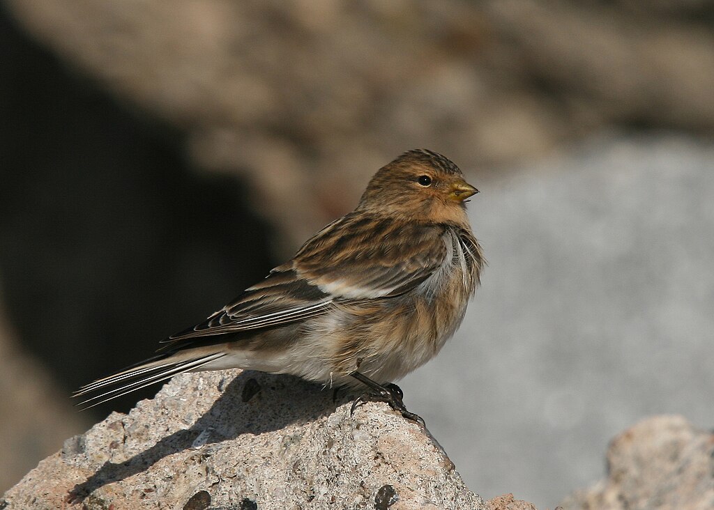 Twite