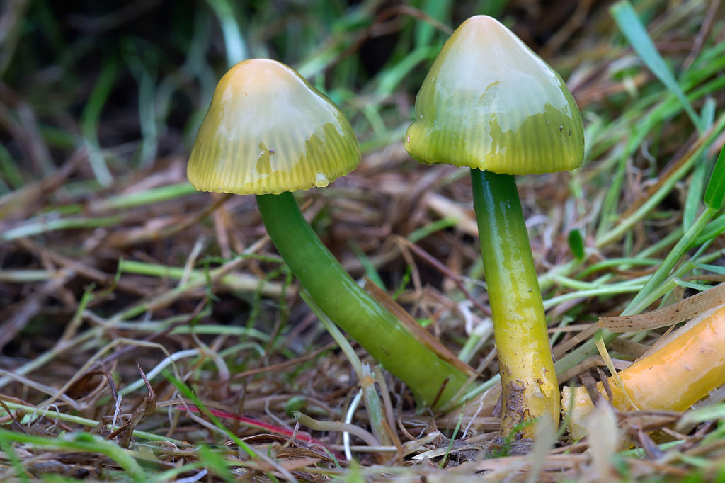 Waxcap