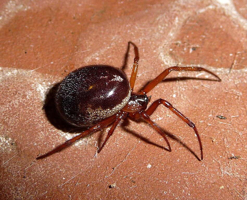 Noble False Widow Spider