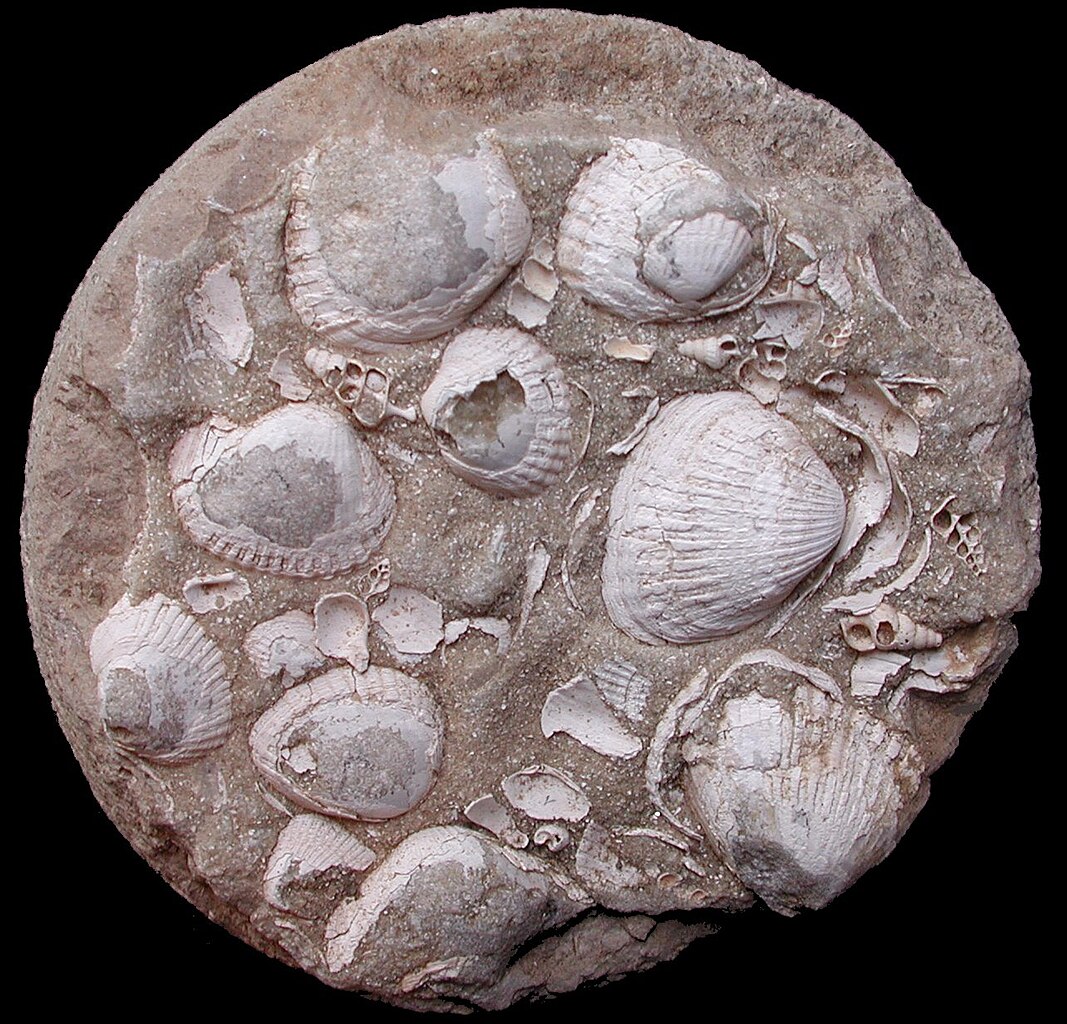 Fossils