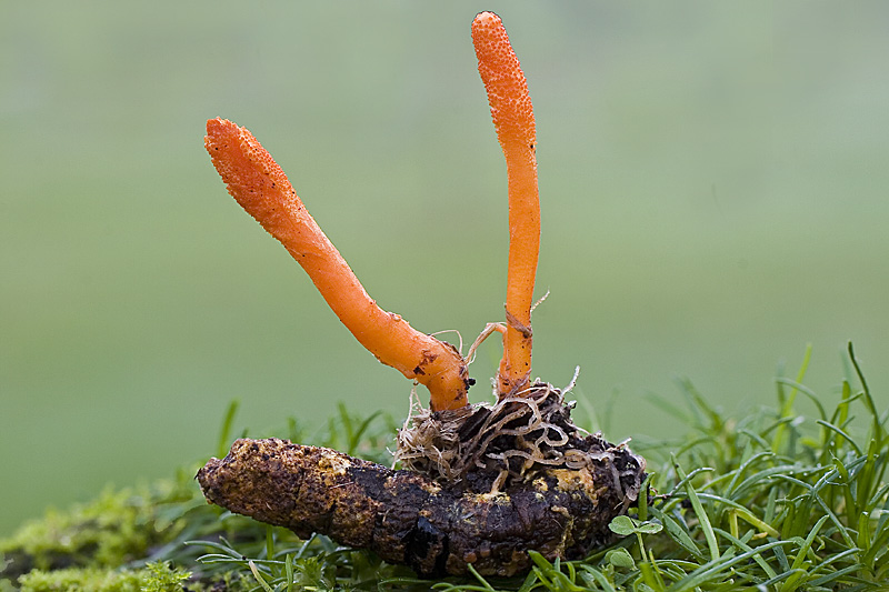 Caterpillar Fungus