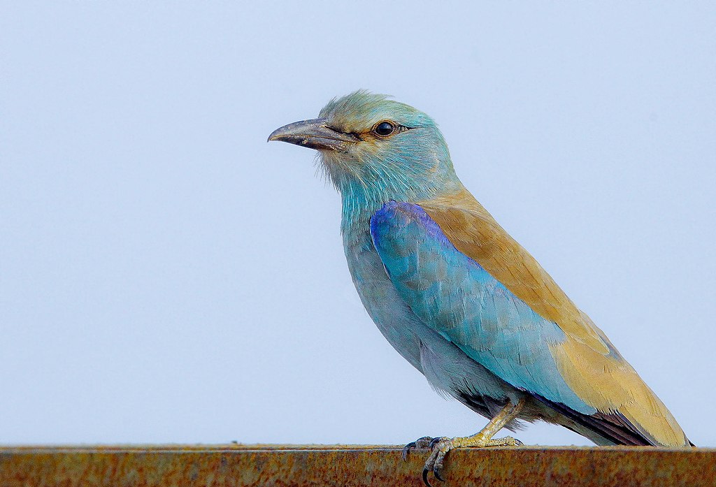 European Roller