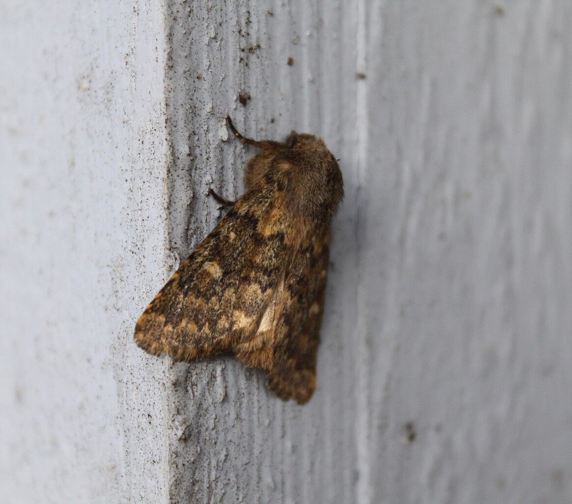 Brindled Ochre